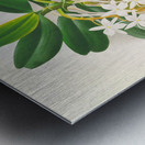 Angraecum ellisi  Metal print