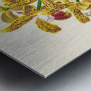 Cattleya guttata Metal print