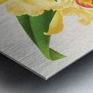 Cattleya Aurea Metal print