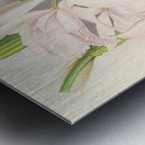 Cattleya Maxima Metal print