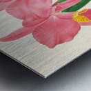 Cattleya percivaliana var reichenbach Metal print