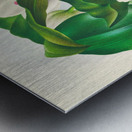 Bifrenaria harrisoniae  Metal print