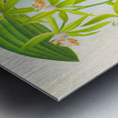 Coelogyne peltastes Metal print