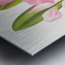 Cattleya eldorado Metal print