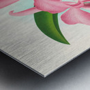 Cattleya maxima Metal print