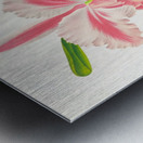 Cattleya Trianae var striata Metal print