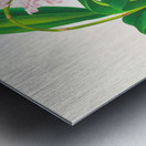 Aerides augustianum Metal print