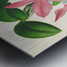 Cattleya nobilior Metal print