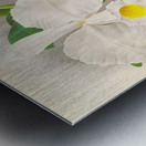 Cattleya Trianae Metal print