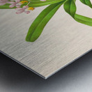 Aerides Reichenbach Metal print