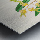 Catasetum Discolor Metal print