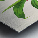 Bollea pulvinaris Metal print