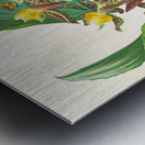 Catasetum rodigasianum Metal print