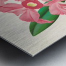Cattleya Lawrenceana Metal print