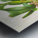 Brassia caudata  Metal print