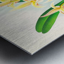 Bolbophyllum lobbi Metal print