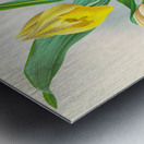 Catasetum macrocarpum Impression metal