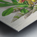 Catasetum galeritum Metal print