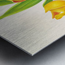 Anguloa Ruckeri var media Metal print