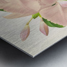 Cattleya Trianae Metal print