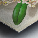 Cleisostoma Guiberti Metal print