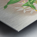 Coelogyne ocellata Metal print