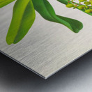 Aerides Odoratum Metal print