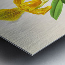 Cypripedium sallieri Impression metal