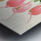 Masdevallia lindeni var grandiflora  Metal print