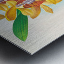 Houlletia brocklehurstiana  Metal print