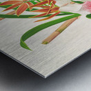 Galendra devoniana Metal print