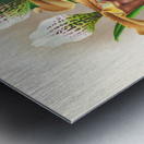 Cypripedium nitens Metal print