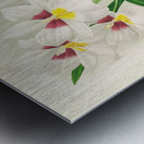 Miltonia roezli Metal print