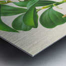 Dendrobium thyrsiflorum Metal print