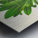 Masdevallia Roezli Metal print