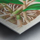 Dendrobium infundibulum Metal print