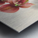 Cypripedium tessellatum Metal print