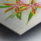 Miltonia blunti Metal print