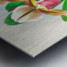 Cypripedium orphanum Metal print