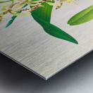 Epidendrum prismatocarpum Metal print