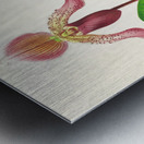 Cypripedium fraseri Metal print