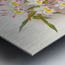 Dendrobium devonianum  Metal print