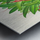 Masdevallia bella Metal print