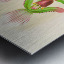 Cypripedium callosum Metal print