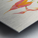 Masdevallia veitchiana  Metal print