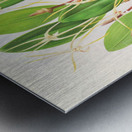 Dendrobium Inauditum Metal print