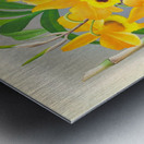 Dendrobium paxtoni Metal print