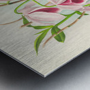 Dendrobium superbum var anosmum  Metal print