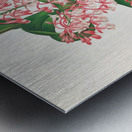 Epidendrum Paniculatum Metal print