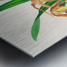 Maxillaria longisepala Metal print